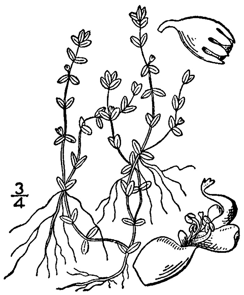 Nuttall's Mudflower