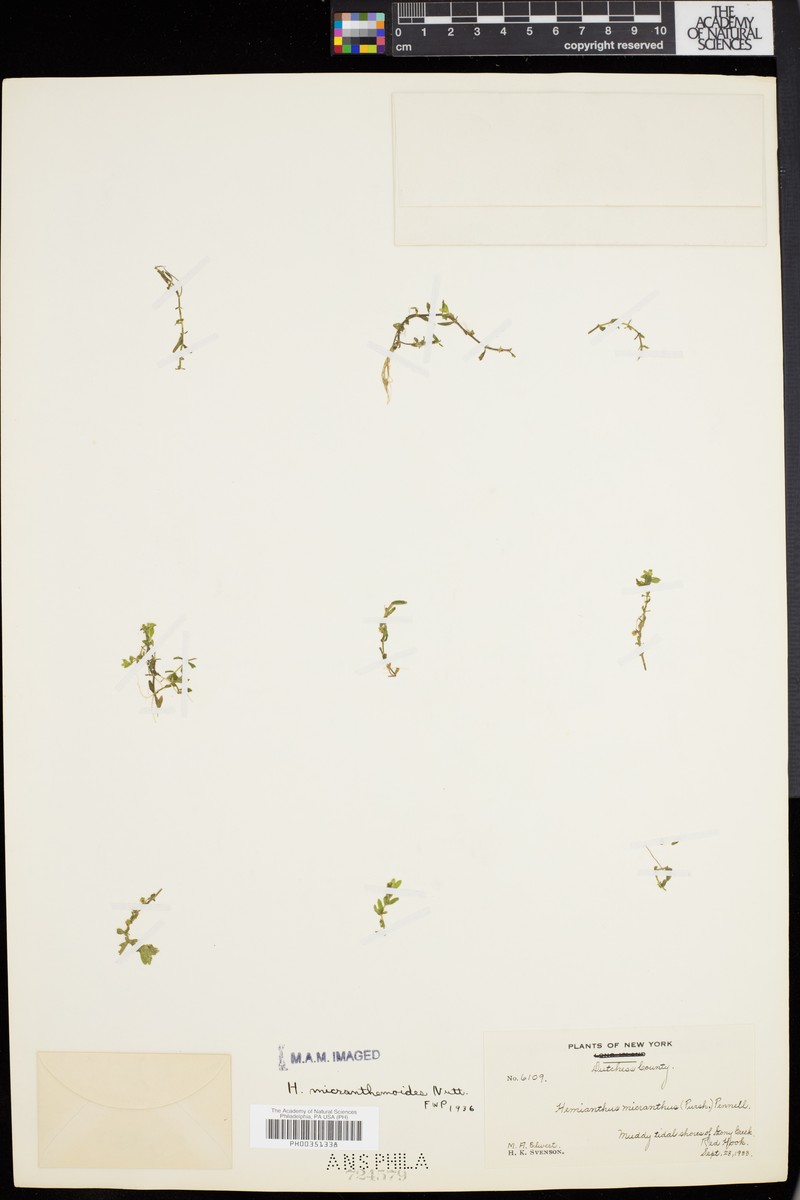 Nuttall's Mudflower photo 3