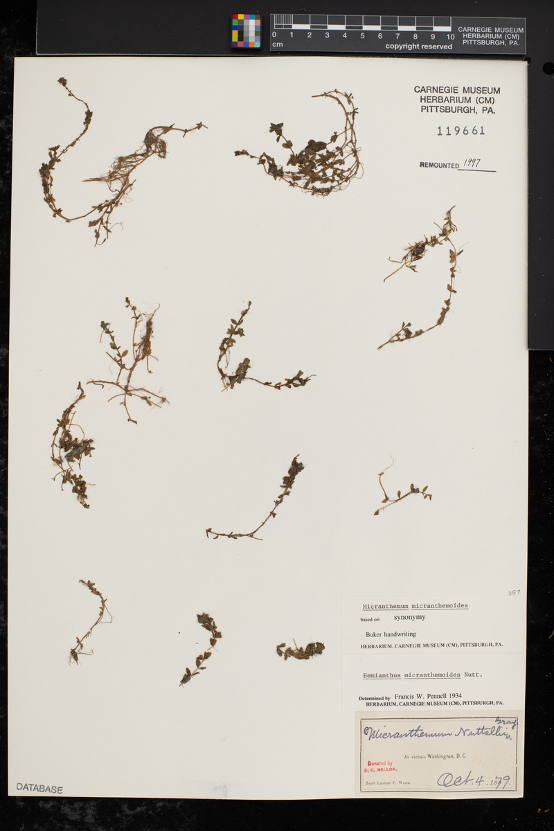 Nuttall's Mudflower photo 4