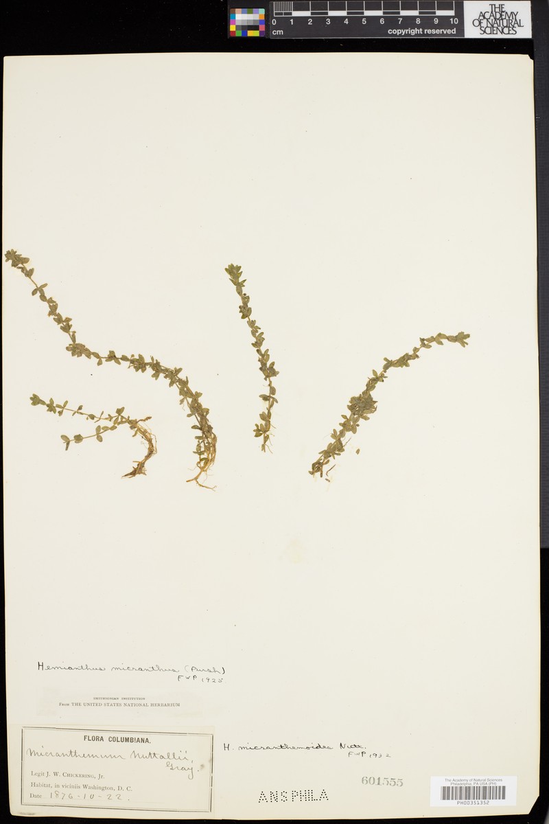 Nuttall's Mudflower photo 5