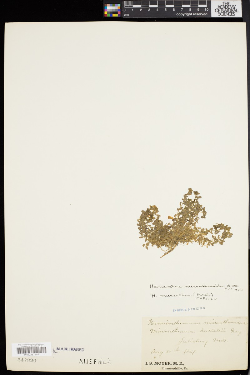 Nuttall's Mudflower photo 6