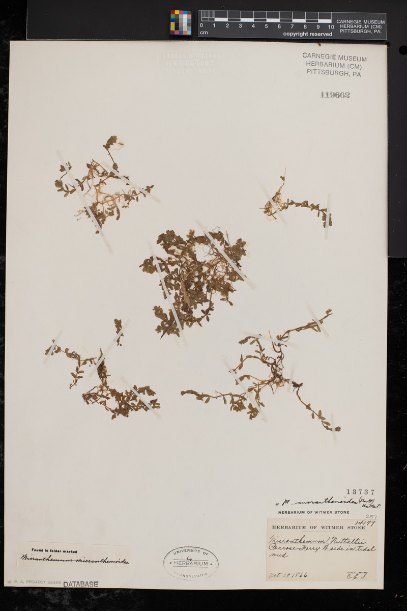Nuttall's Mudflower photo 7