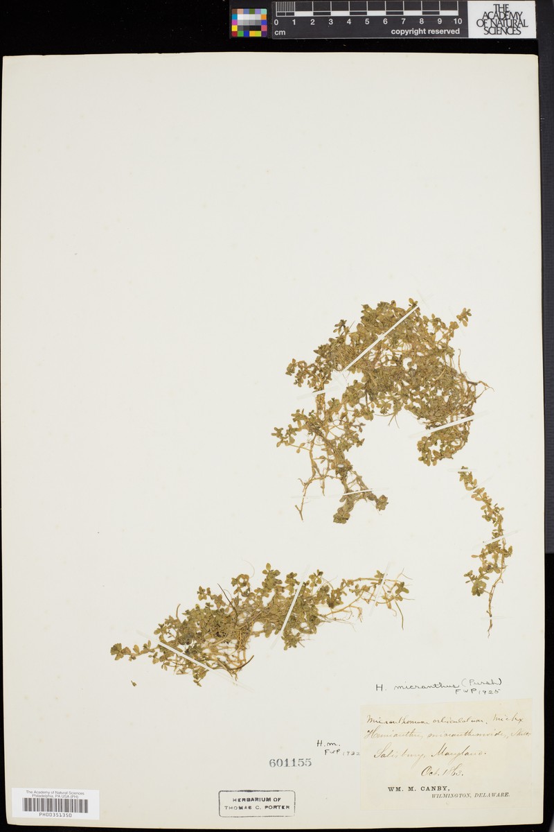 Nuttall's Mudflower photo 8