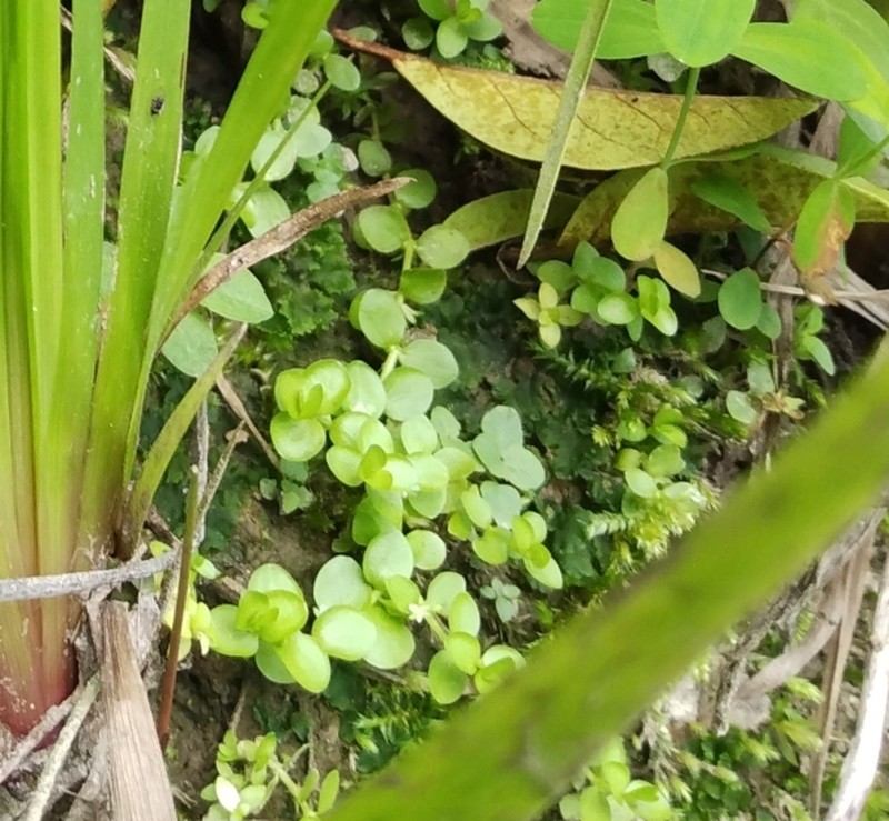 Shade Mudflower