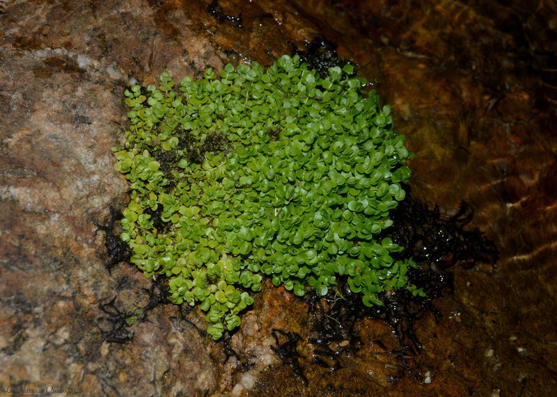 Shade Mudflower photo 3