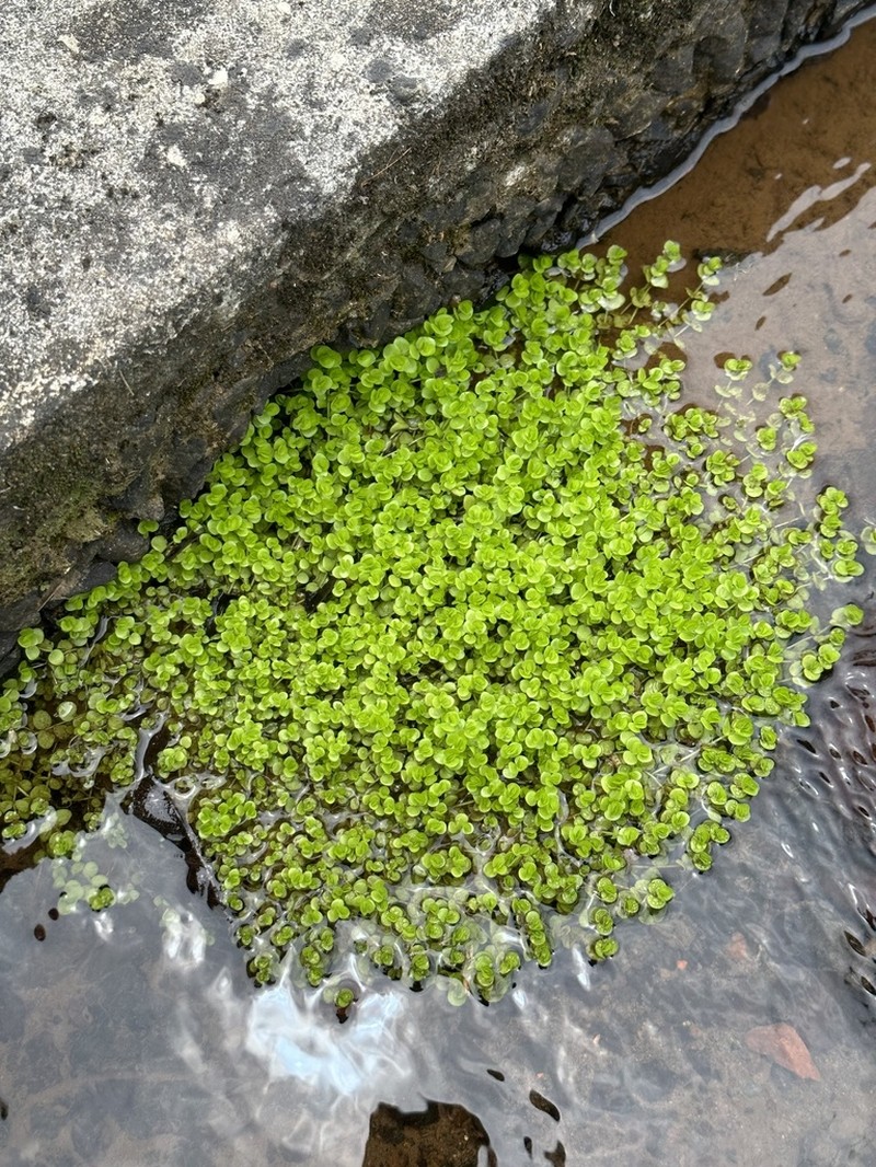 Shade Mudflower photo 5