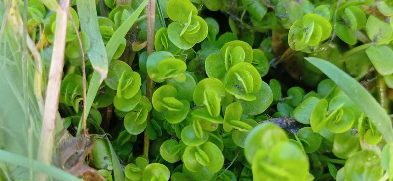 Shade Mudflower photo 6