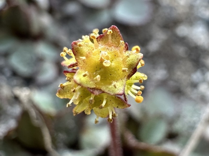 Western Swamp Saxifrage