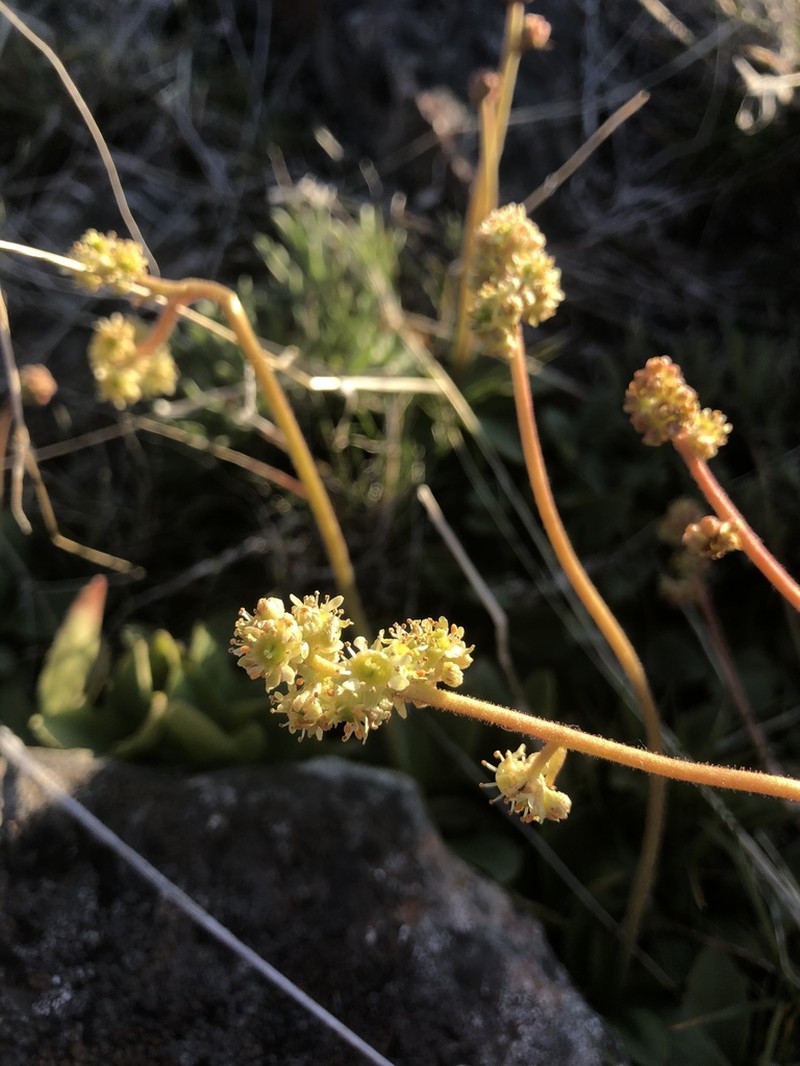 Western Swamp Saxifrage photo 2