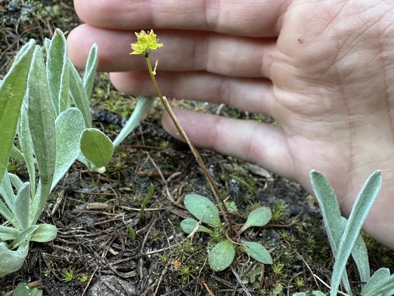 Western Swamp Saxifrage photo 3