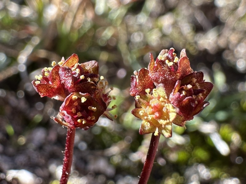 Western Swamp Saxifrage photo 4