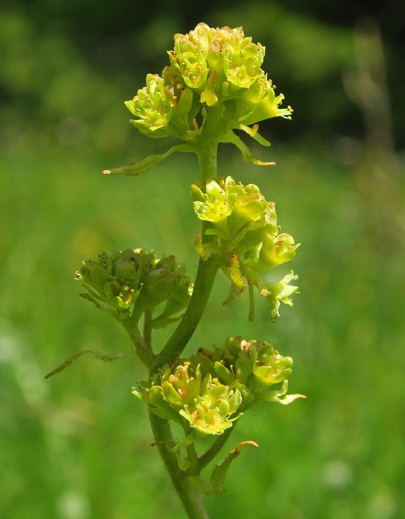 Western Swamp Saxifrage photo 5