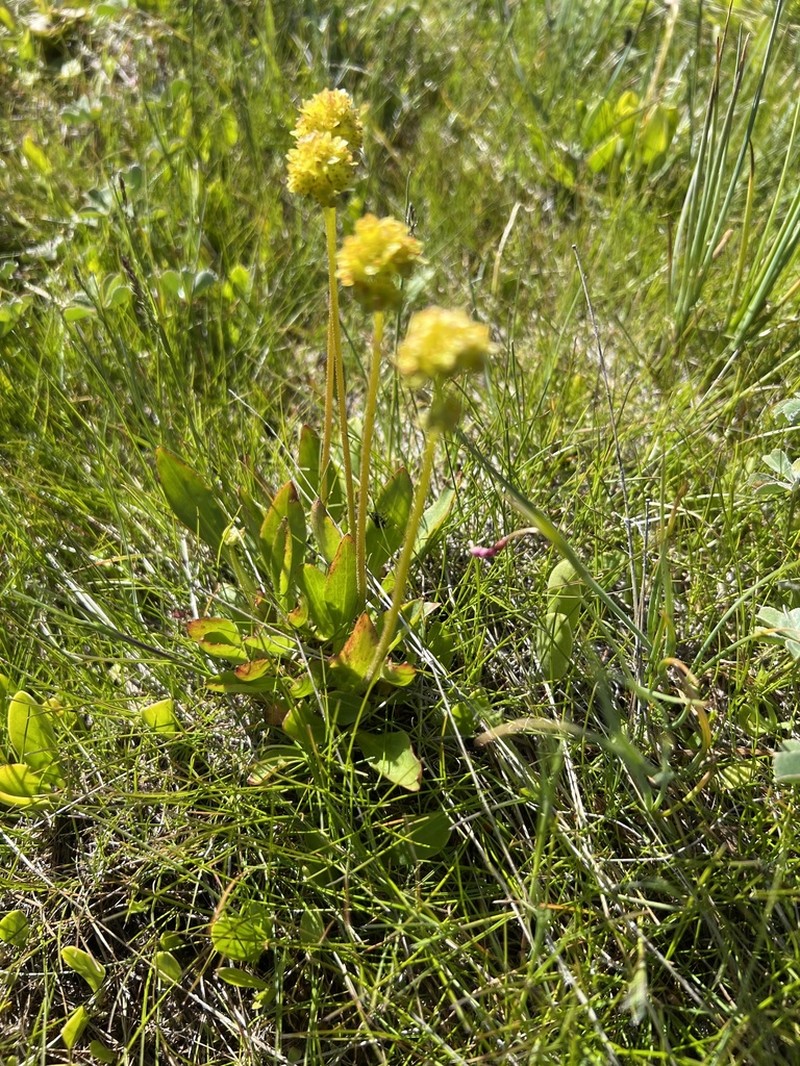 Western Swamp Saxifrage photo 6