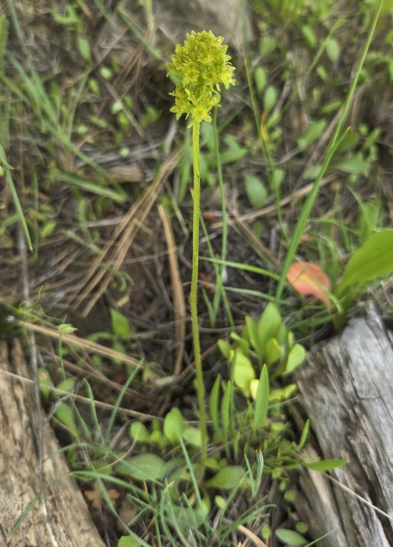 Western Swamp Saxifrage photo 7