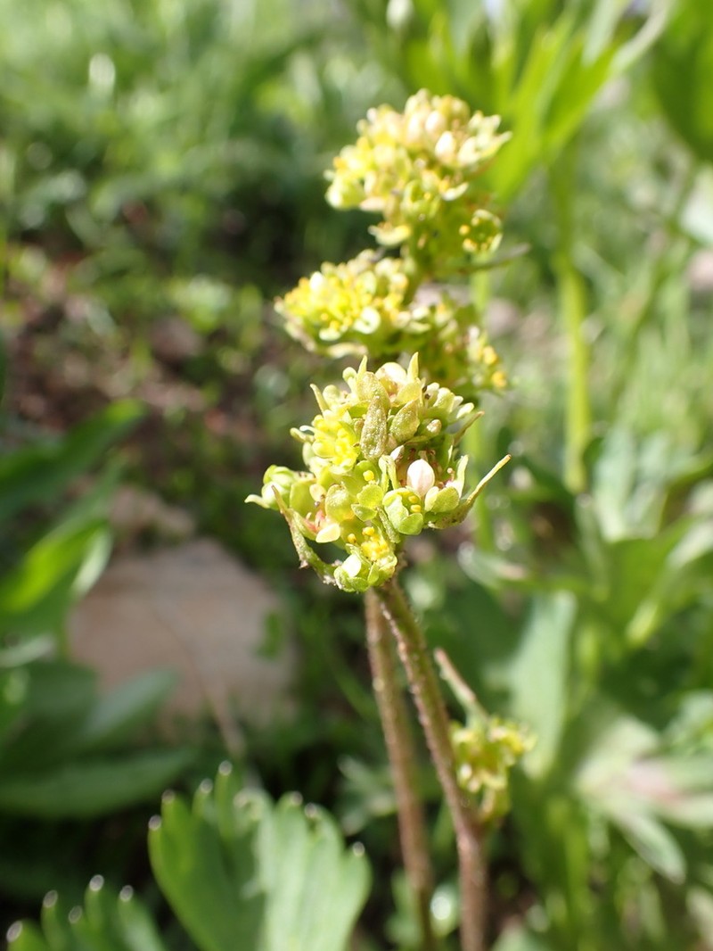 Western Swamp Saxifrage photo 8