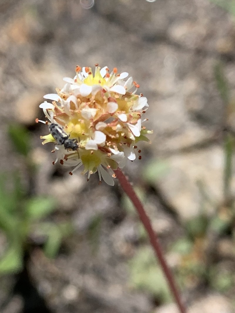 Sierra Saxifrage