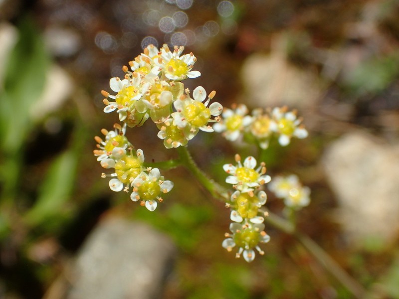 Sierra Saxifrage photo 2