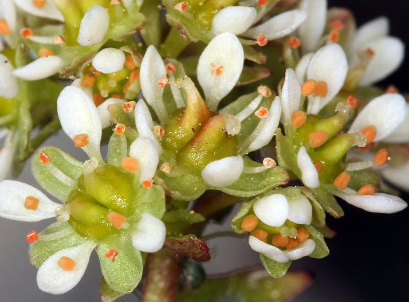 Sierra Saxifrage photo 3