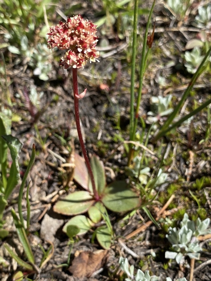 Sierra Saxifrage photo 4