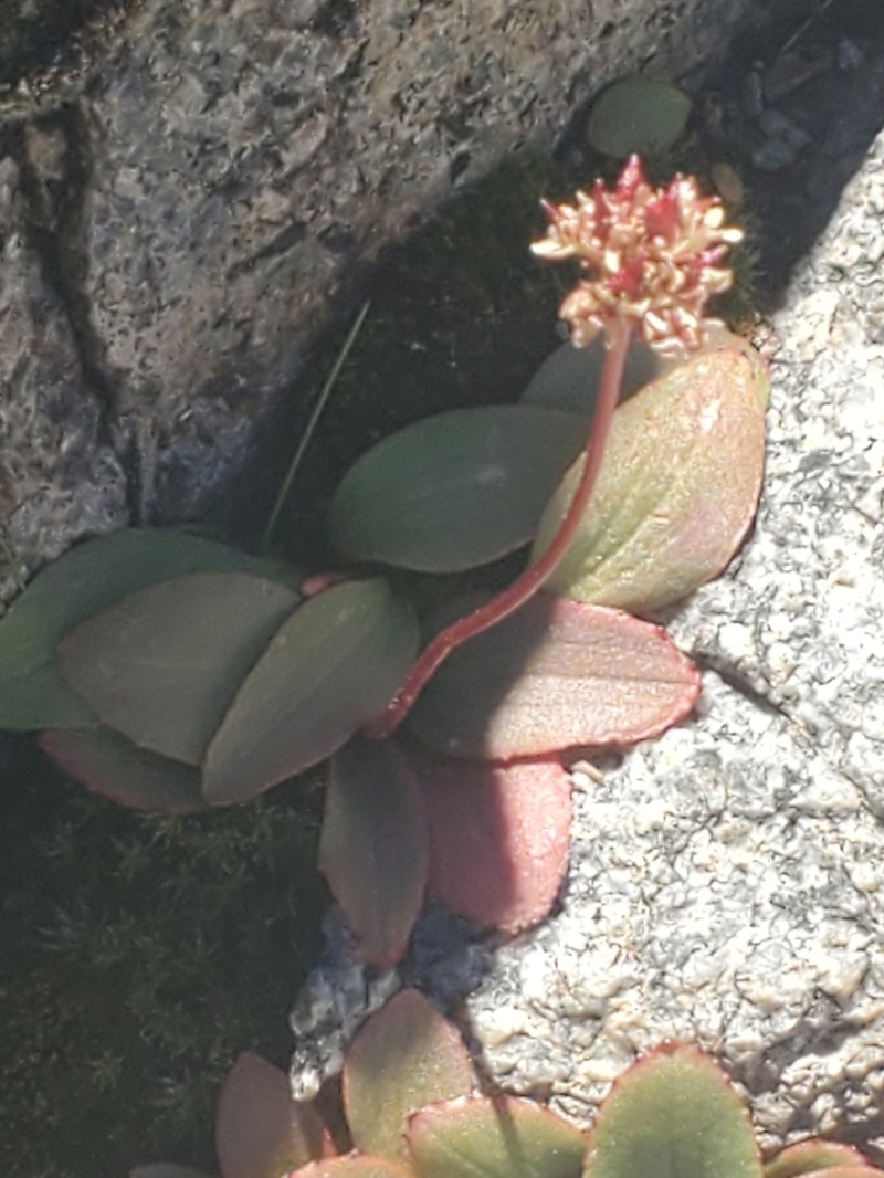 Sierra Saxifrage photo 5