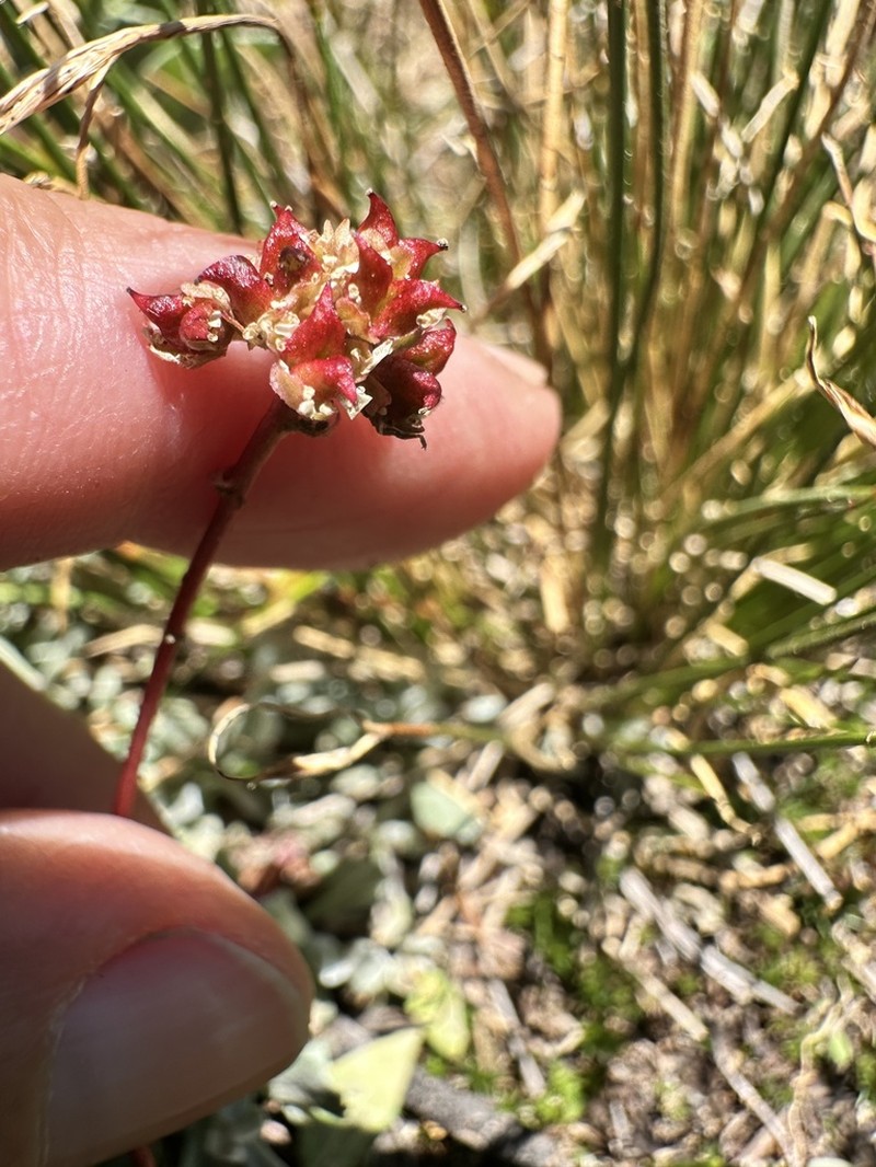 Sierra Saxifrage photo 6