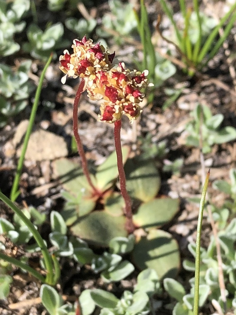 Sierra Saxifrage photo 7