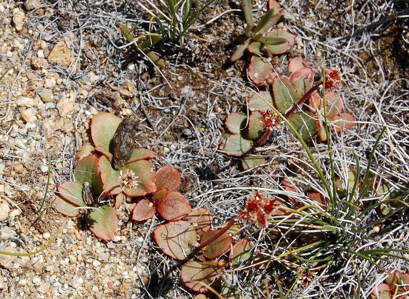 Sierra Saxifrage photo 8