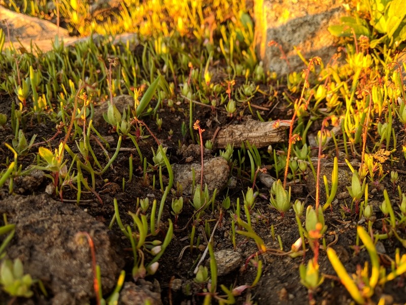 Bud Saxifrage