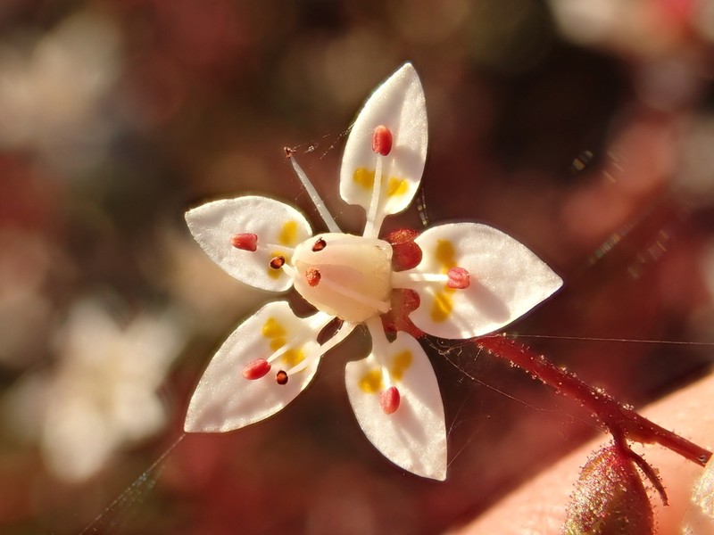 Bud Saxifrage photo 2