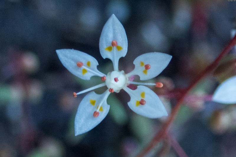Bud Saxifrage photo 3