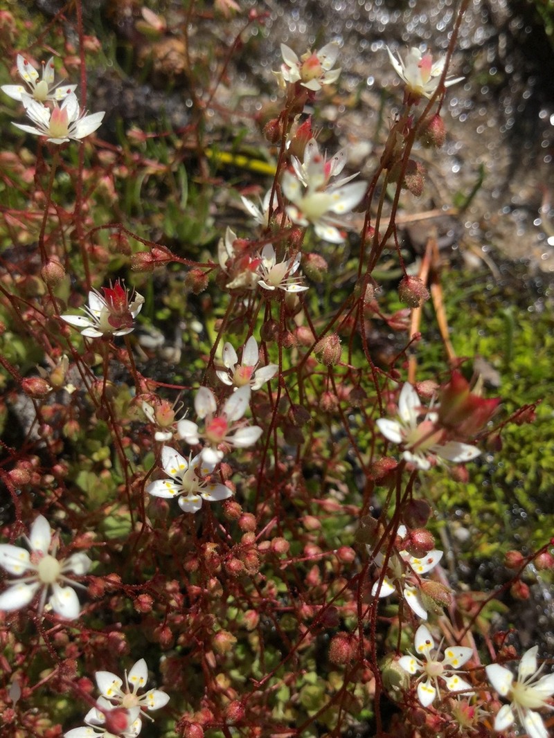 Bud Saxifrage photo 4
