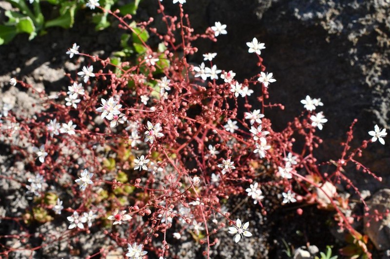 Bud Saxifrage photo 5