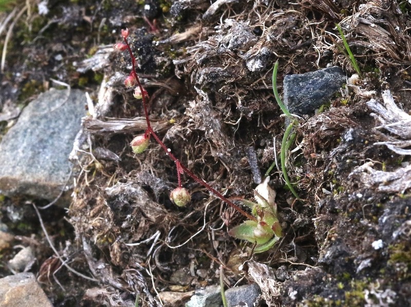 Bud Saxifrage photo 6