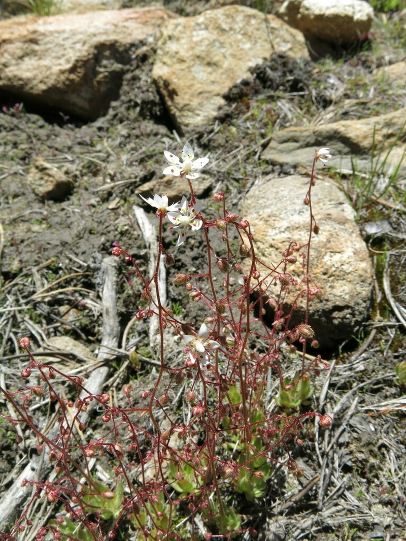 Bud Saxifrage photo 7