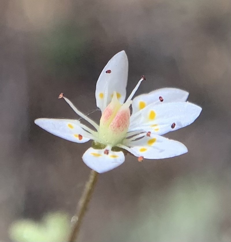 Bud Saxifrage photo 8
