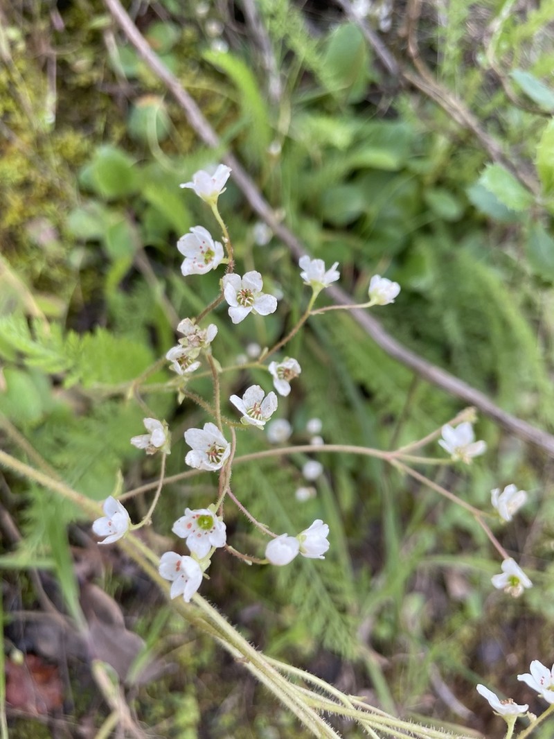 California Saxifrage