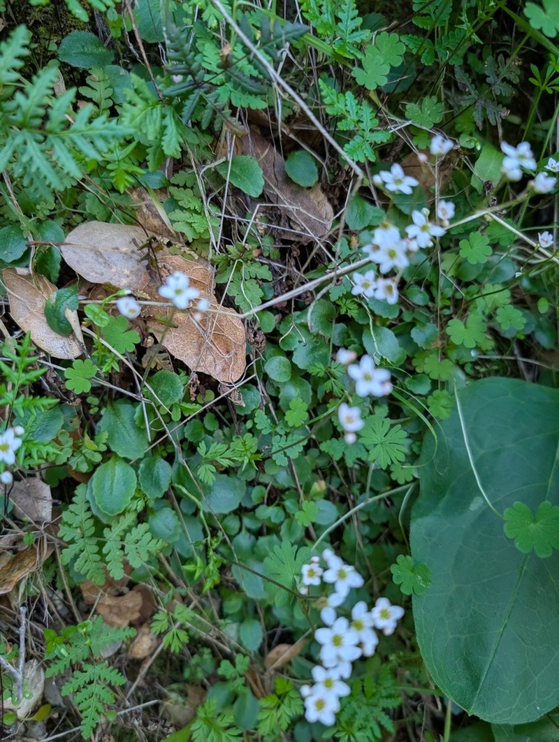 California Saxifrage photo 2
