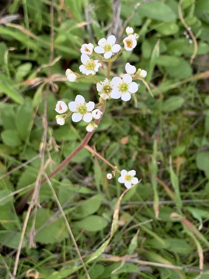 California Saxifrage photo 3