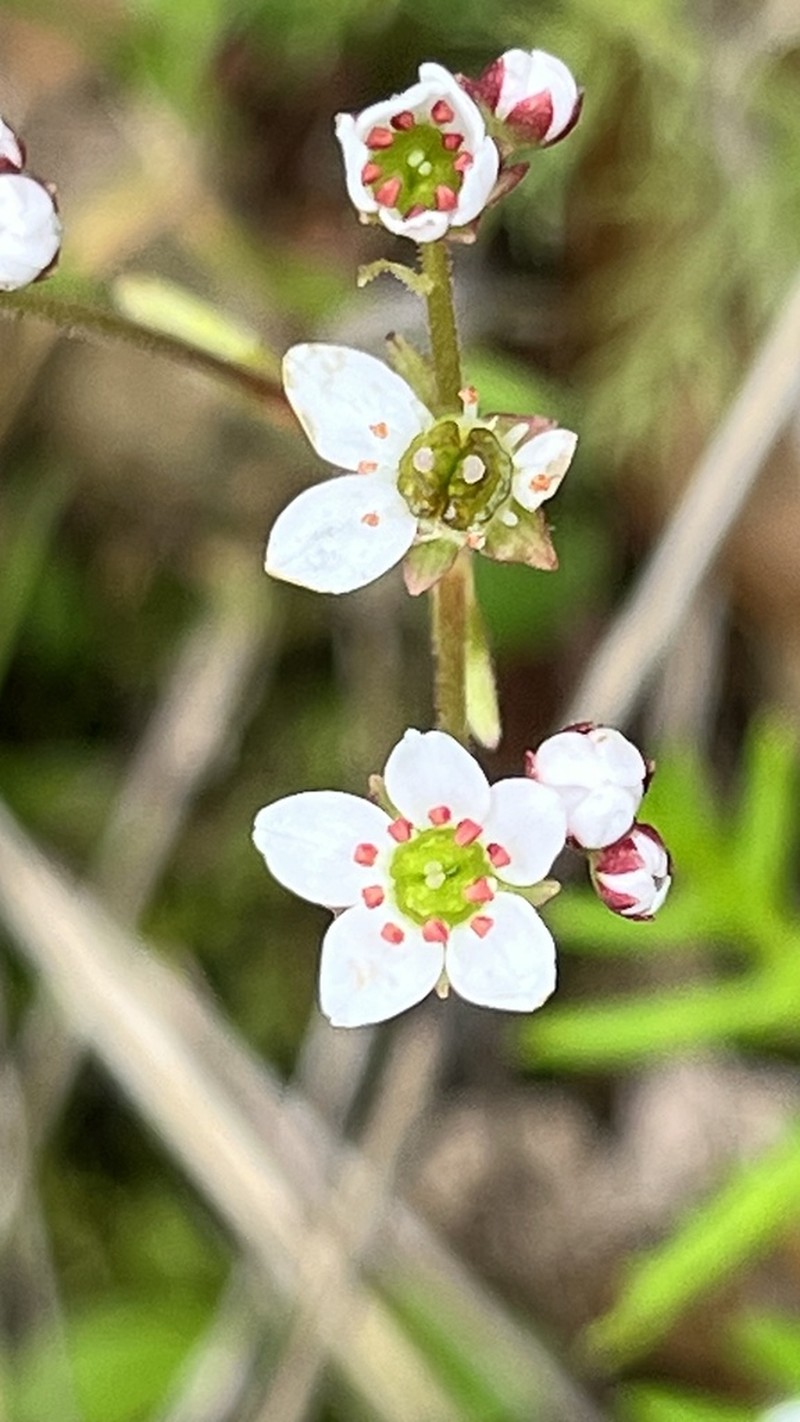 California Saxifrage photo 4