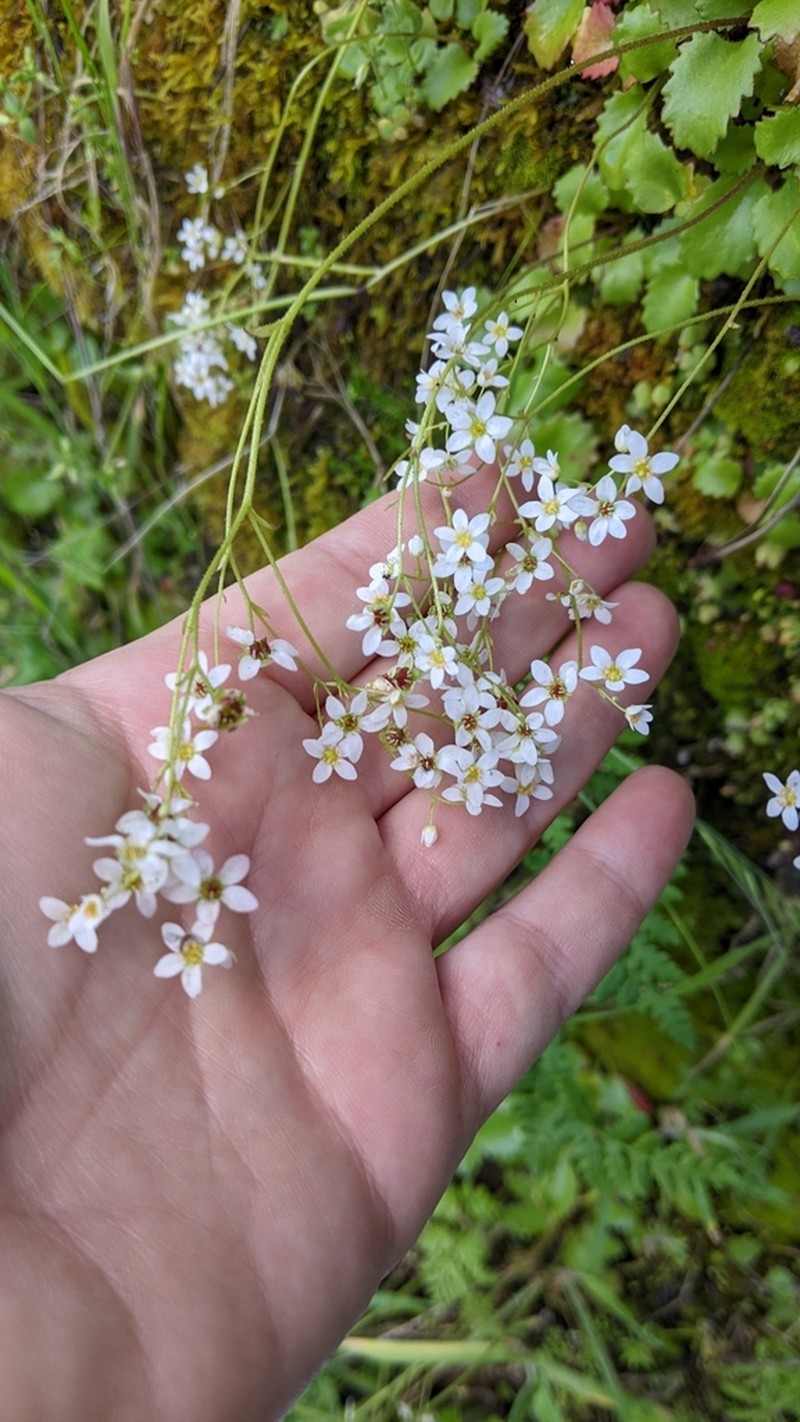 California Saxifrage photo 5