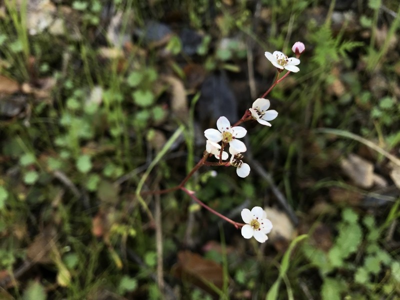 California Saxifrage photo 6