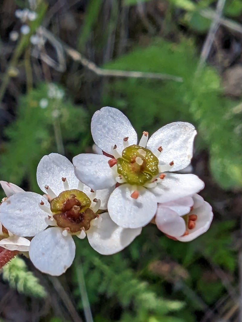 California Saxifrage photo 7