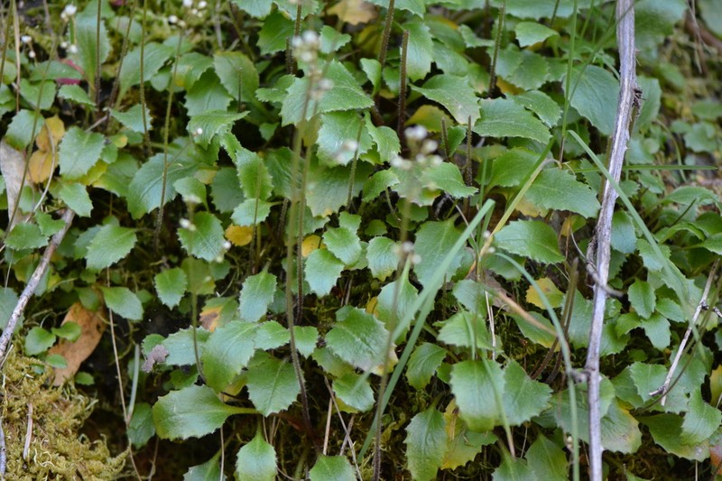 California Saxifrage photo 8