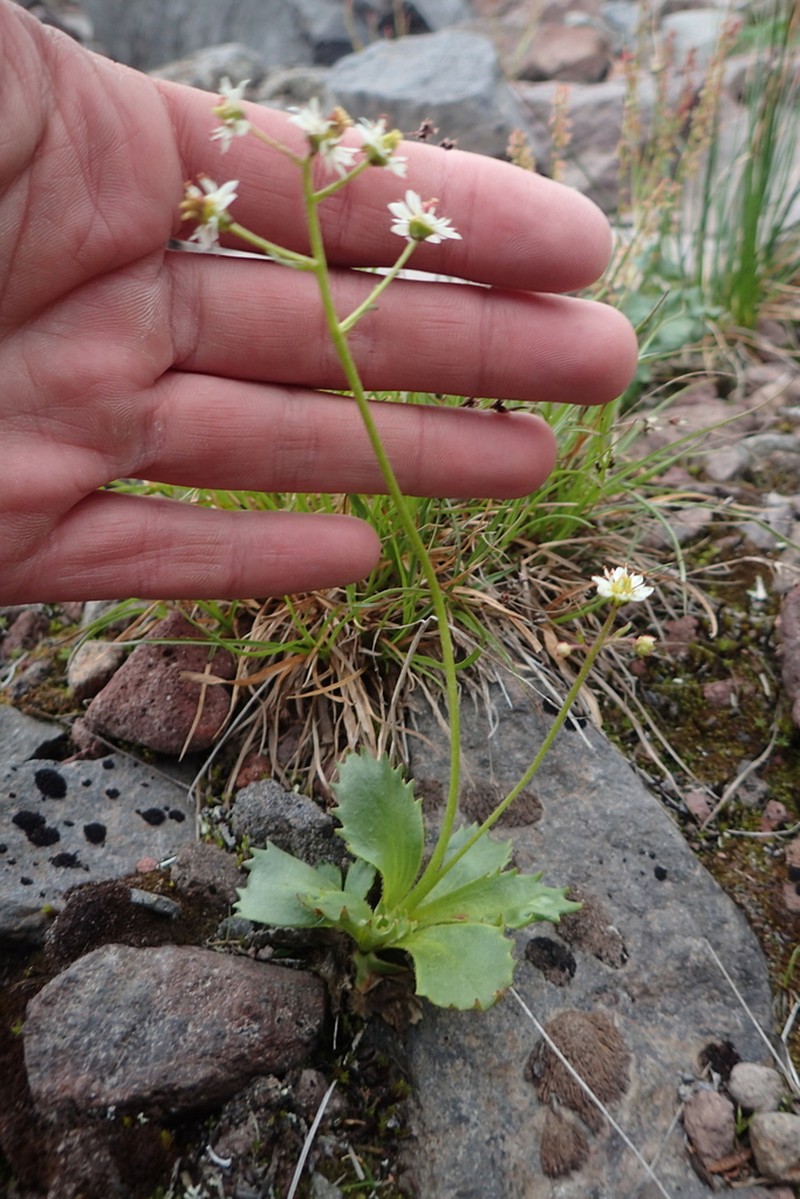 Saxifrage