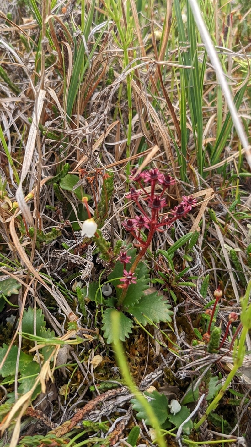 Saxifrage photo 2