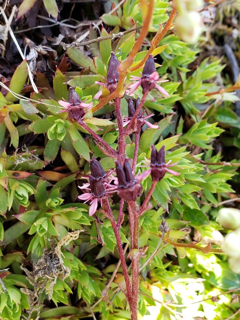 Saxifrage photo 3