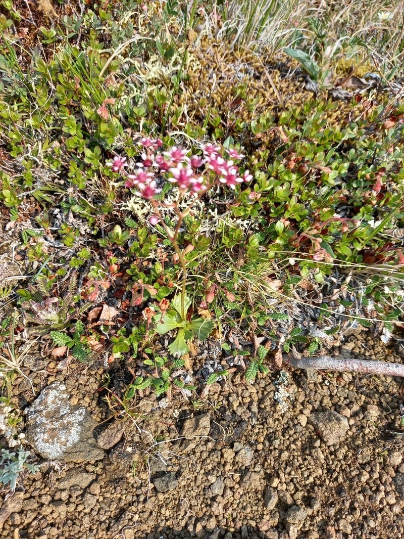 Saxifrage photo 4
