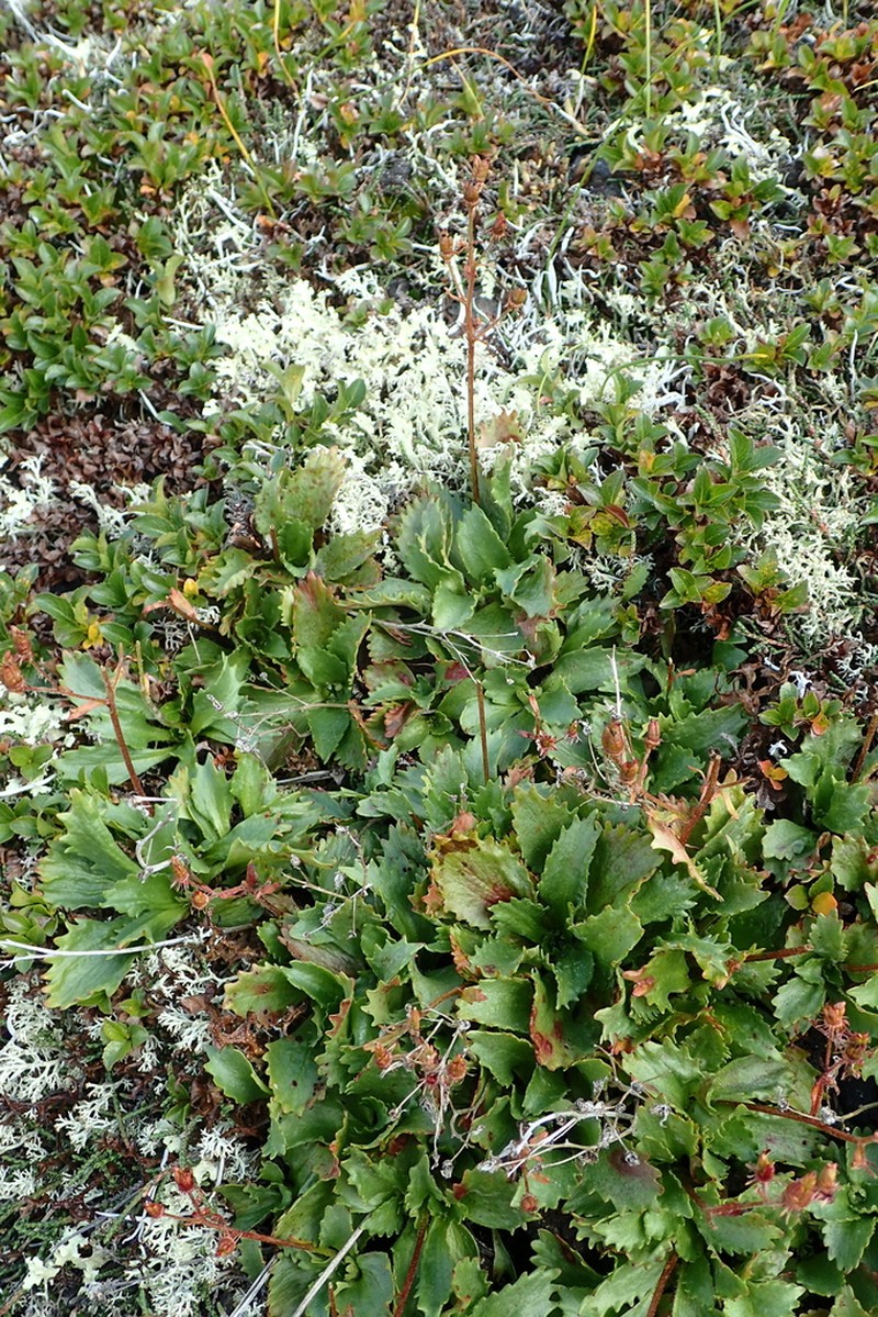 Saxifrage photo 6