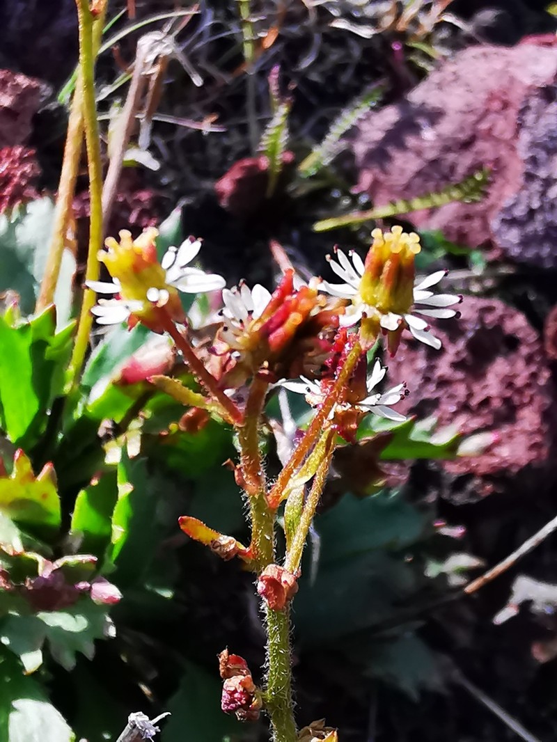 Saxifrage photo 7