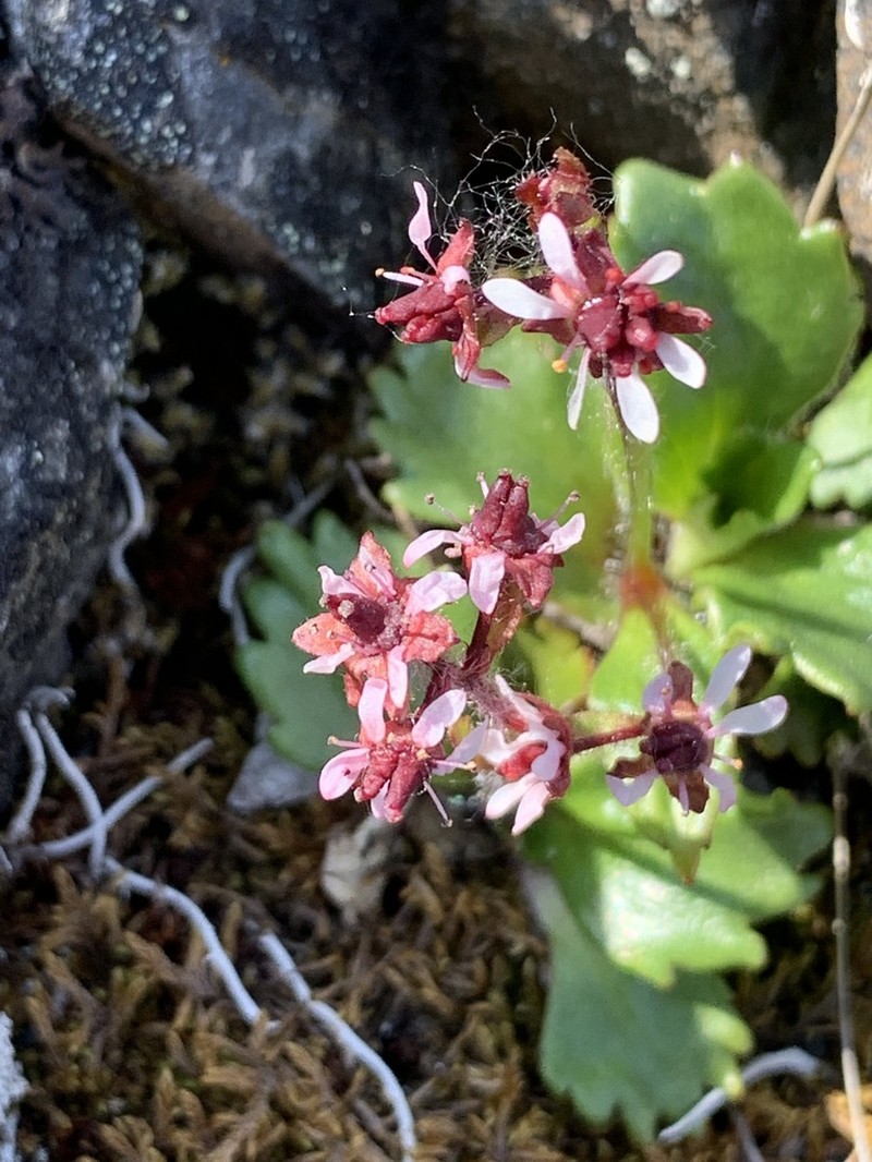 Saxifrage photo 8